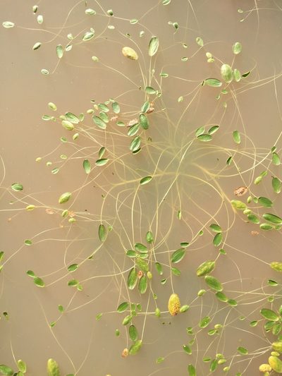 Limosella grandiflora, photographed by Brian du Preez