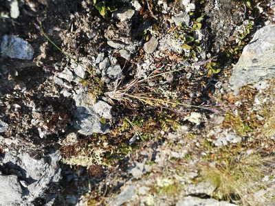 Poa alpina, photographed by Jens-Christian Svenning