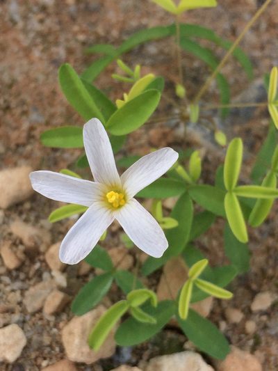 Oxalis blastorhiza, photographed by Brian du Preez