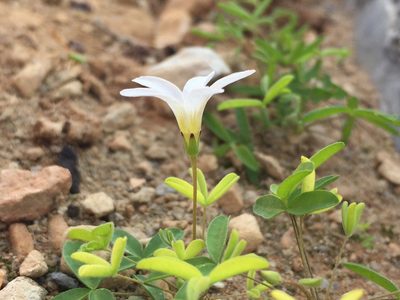 Oxalis blastorhiza, photographed by Brian du Preez
