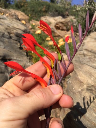 Gladiolus saccatus, photographed by Brian du Preez