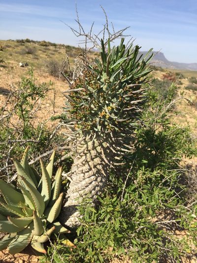Euphorbia schoenlandii, photographed by Brian du Preez