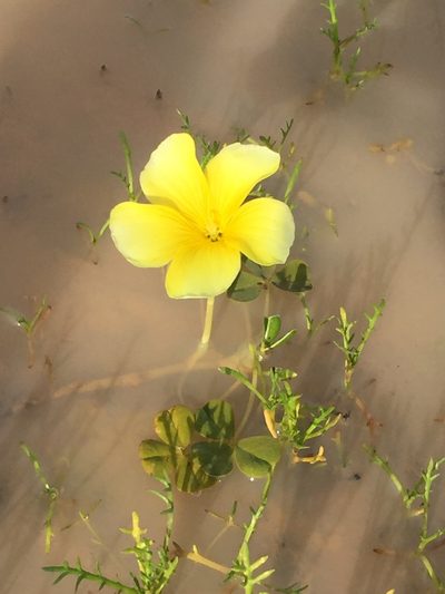 Oxalis disticha, photographed by Brian du Preez