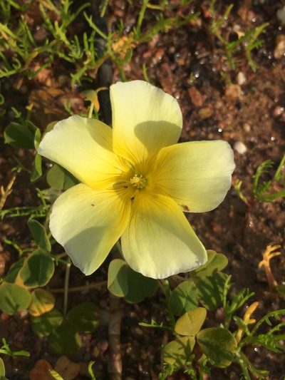 Oxalis disticha, photographed by Brian du Preez