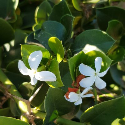 Carissa macrocarpa, photographed by Margaret Burger