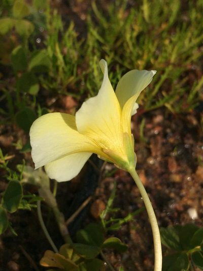 Oxalis disticha, photographed by Brian du Preez