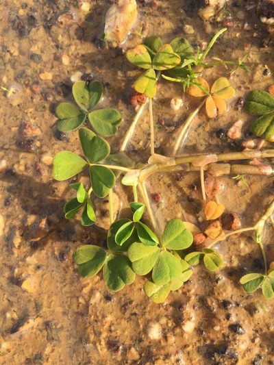Oxalis disticha, photographed by Brian du Preez