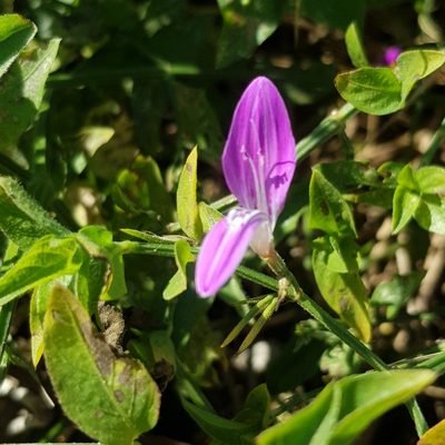 Dicliptera cernua, photographed by Margaret Burger