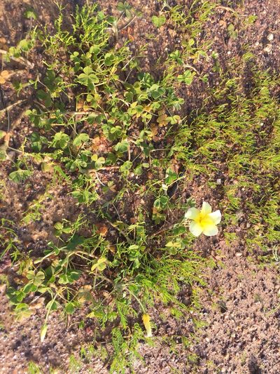 Oxalis disticha, photographed by Brian du Preez