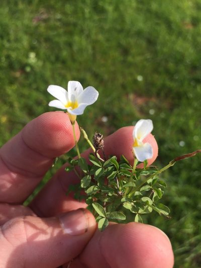 Oxalis tenella, photographed by Brian du Preez