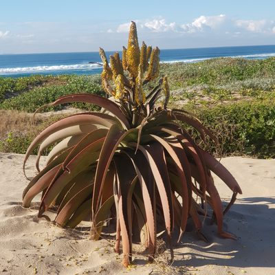 Aloe thraskii, photographed by Margaret Burger