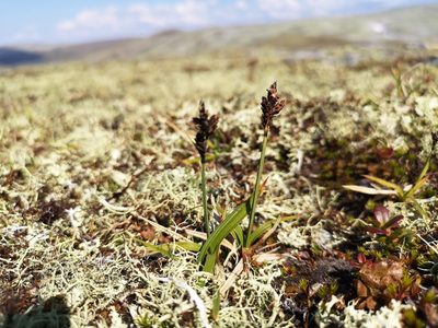 Carex bigelowii, photographed by Jens-Christian Svenning