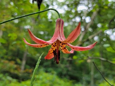 Lilium canadense, photographed by Elias