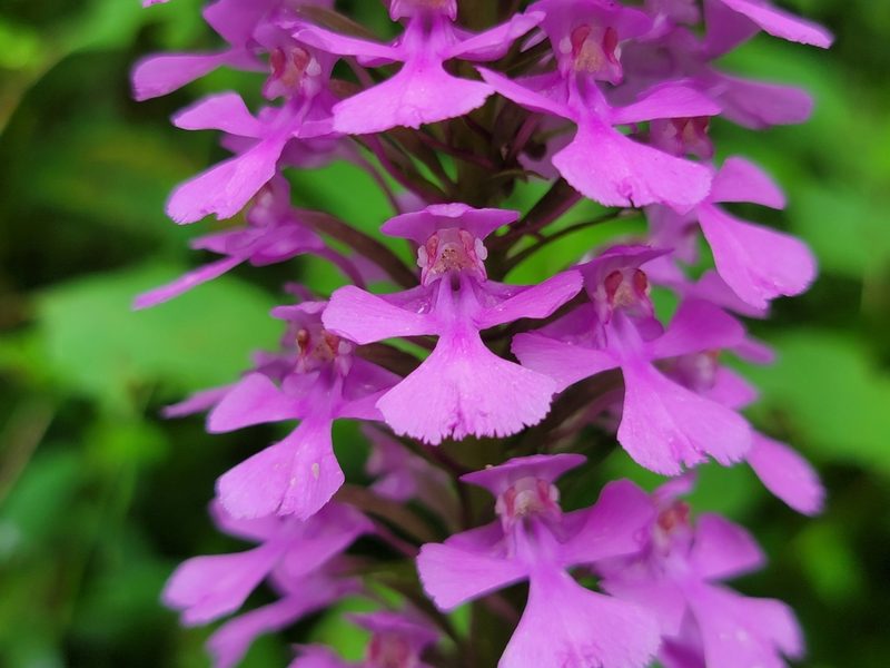 Platanthera peramoena, photographed by Elias