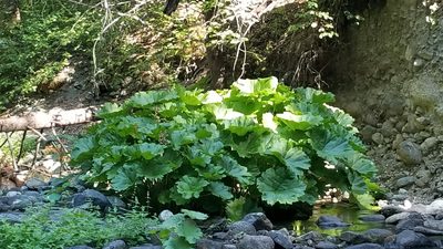Darmera peltata, photographed by Rod