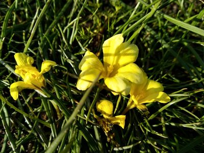 Moraea fugacissima, photographed by De Waal Hugo
