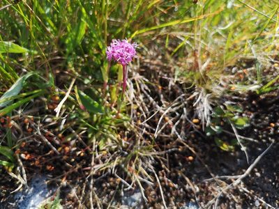 Viscaria alpina, photographed by Jens-Christian Svenning