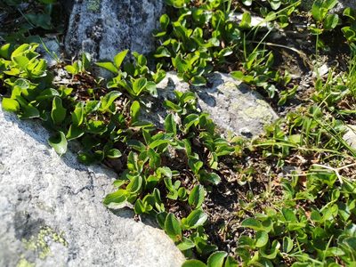 Salix herbacea, photographed by Jens-Christian Svenning