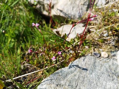 Epilobium anagallidifolium, photographed by Jens-Christian Svenning