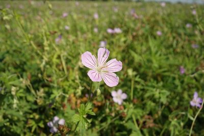 Geranium collinum, photographed by Aleksei Baushev