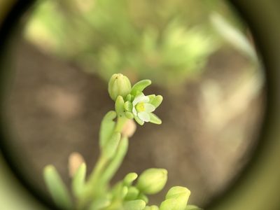 Spergularia canadensis, photographed by Zihao Wang