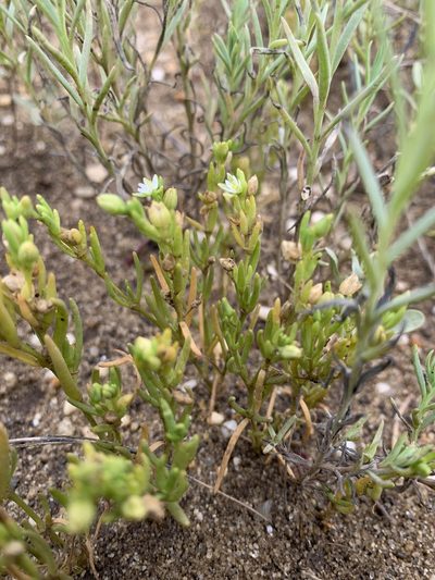 Spergularia canadensis, photographed by Zihao Wang