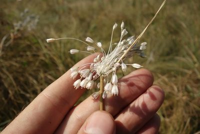 Allium paniculatum, photographed by Aleksei Baushev