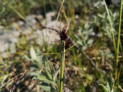 Carex saxatilis, photographed by Jens-Christian Svenning