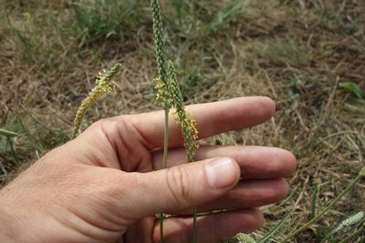 Plantago salsa, photographed by Aleksei Baushev