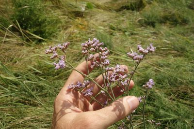 Limonium tomentellum, photographed by Aleksei Baushev