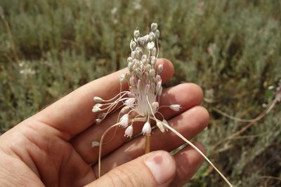 Allium paniculatum, photographed by Aleksei Baushev