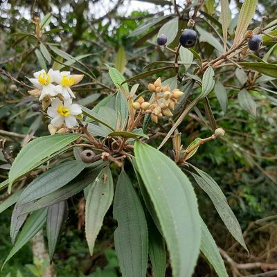 Miconia xalapensis, photographed by Arthur de Jesús Chavarría Pérez
