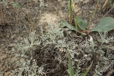 Artemisia santonicum, photographed by Aleksei Baushev