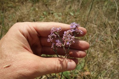 Limonium tomentellum, photographed by Aleksei Baushev