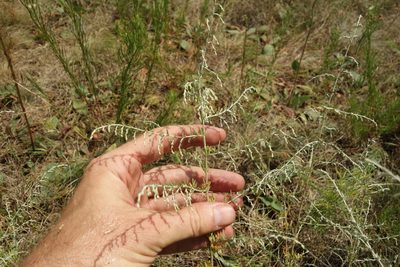 Artemisia santonicum, photographed by Aleksei Baushev