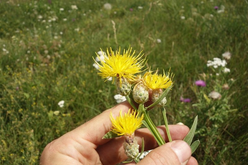 Centaurea chartolepis, photographed by Aleksei Baushev