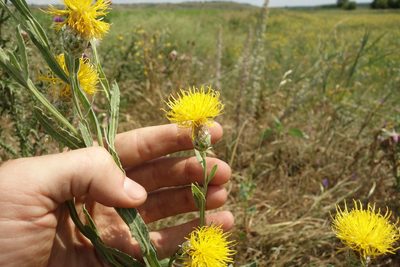 Centaurea chartolepis, photographed by Aleksei Baushev