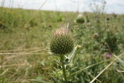 Cirsium serrulatum, photographed by Aleksei Baushev