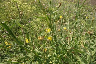 Centaurea chartolepis, photographed by Aleksei Baushev