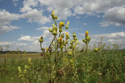 Sonchus palustris, photographed by Aleksei Baushev
