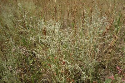 Artemisia santonicum, photographed by Aleksei Baushev
