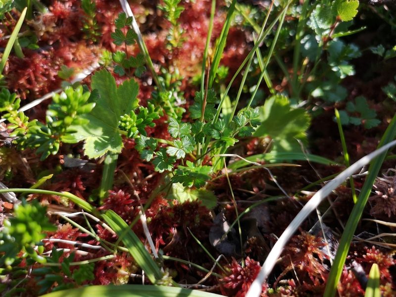 Thalictrum alpinum, photographed by Jens-Christian Svenning