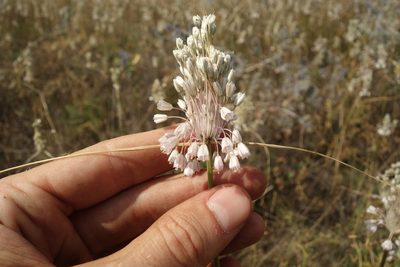 Allium paniculatum, photographed by Aleksei Baushev