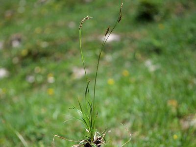 Carex sempervirens, photographed by Wolfgang Jauch