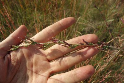 Lactuca saligna, photographed by Aleksei Baushev