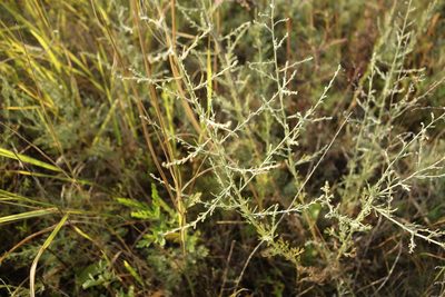 Artemisia santonicum, photographed by Aleksei Baushev