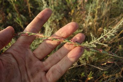 Lactuca saligna, photographed by Aleksei Baushev