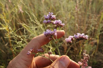Limonium tomentellum, photographed by Aleksei Baushev