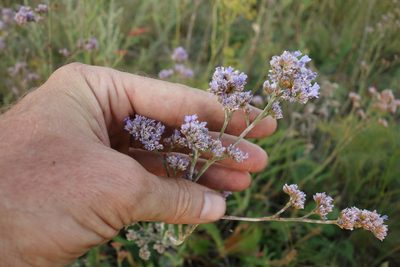 Limonium tomentellum, photographed by Aleksei Baushev
