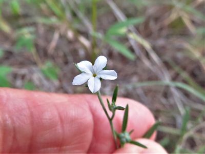 Euploca tenella, photographed by Annika Lindqvist